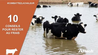 stress thermique alltech astuces