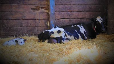 Cow & Calf