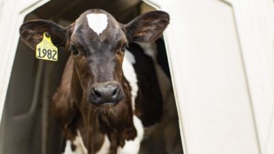 dairy
