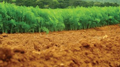 [node:title] Soil-plex Trust e Soil-Plex Ready