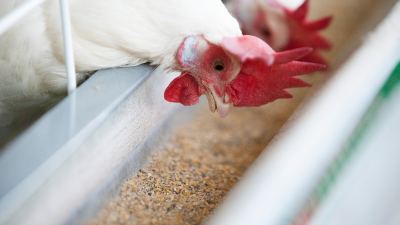 chicken