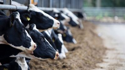 Mycotoxin management should be on every feed producer and farmer's radar.