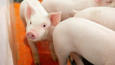 photo of pig looking at camera