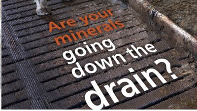 Dry cow minerals that go to work, not to waste.