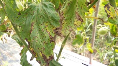 Mancha bacteriana em folha de tomate