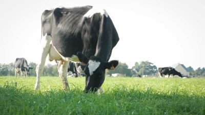 cow grass