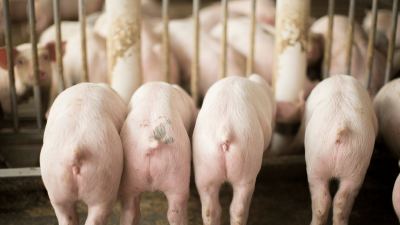 Nursery pigs
