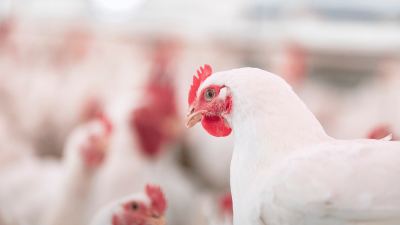 Chicken Image