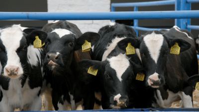 Cows