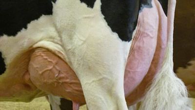 Claves para controlar la mastitis