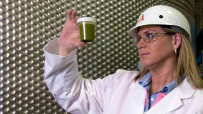 Las algas serán la próxima revolución de la agricultura & ganadería