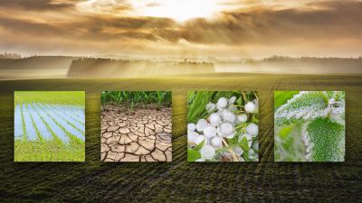 Environmental stressors