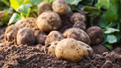 acs pomme de terre