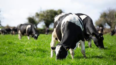 Cow grazing