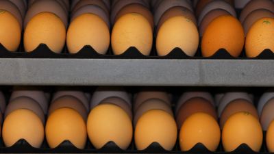 Eggs on a crate