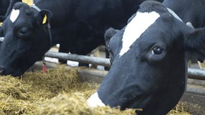 Dairy cows