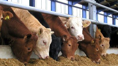 Beef herd at feed face