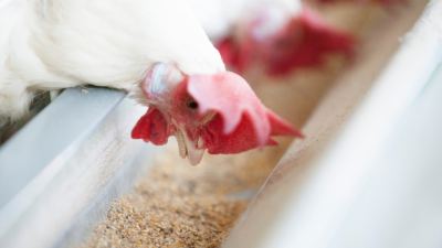 How mycotoxins affect poultry