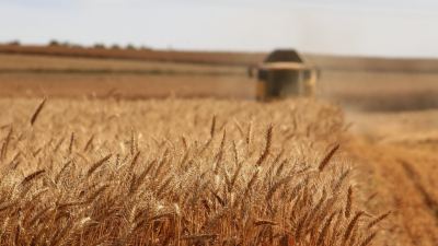 El Estudio Europeo de la Contaminación por Micotoxinas en la Cosecha de Verano de Alltech® destaca la variabilidad del riesgo.