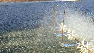 Shrimp farming header