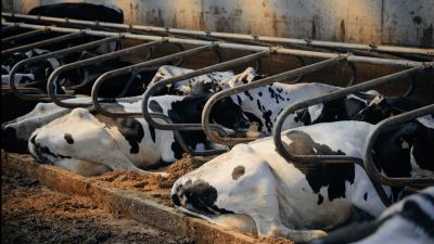 4 Steps to Managing Mastitis
