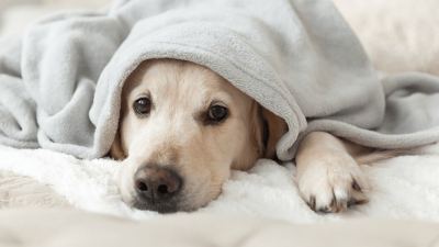 COVID pet blog