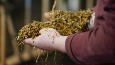 How to navigate the protein challenge in dairy and beef systems