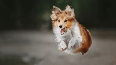 Dog jumping