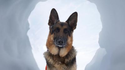 service dog