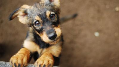 pet health omics