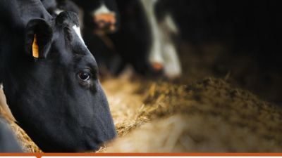 Optigen: A reliable, protein alternative