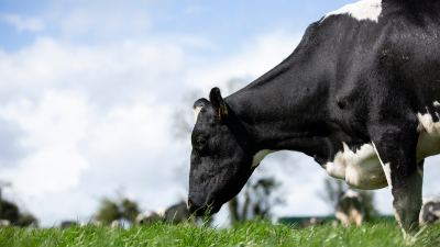  Early Lactation Beating the Drop