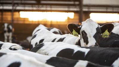 CO2-Reduktion: Wiederkäuer und der biogene Kohlenstoffkreislauf