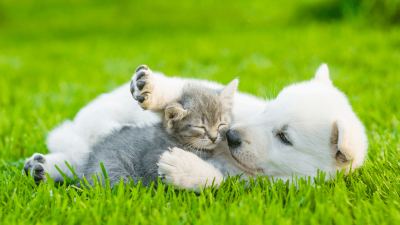 Puppy and kitten