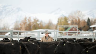 Cow ranch