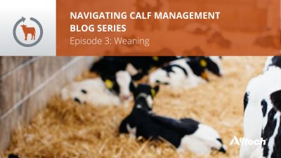 Dairy Calf Rearing