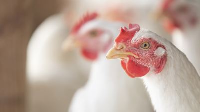 Микотоксины в птицеводстве