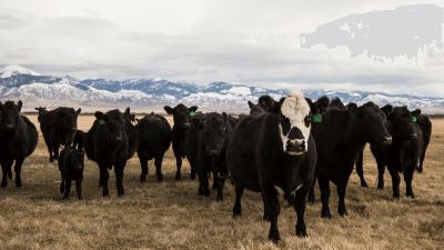 Cows in field