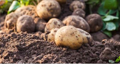 pomme de terre alltech