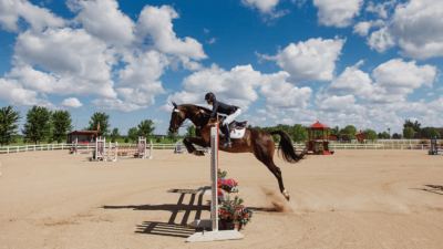 Using nutrition to improve equine joint health