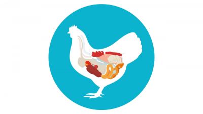 Una estrategia para equilibrar la salud intestinal en las aves