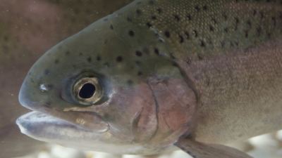 Effects of DON on aquaculture feed
