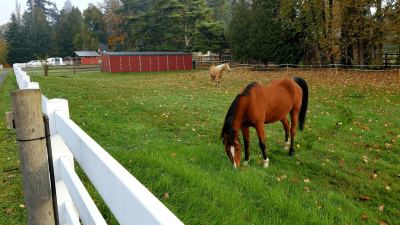 Horse in pasture