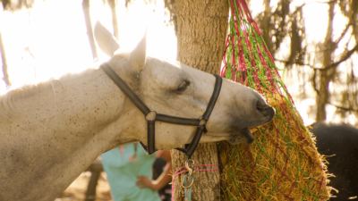 Organic trace minerals for horses promote sustainability