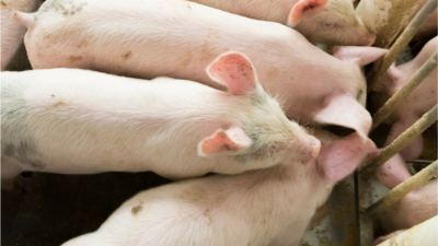 Cómo almacenar los alimentos para cerdos