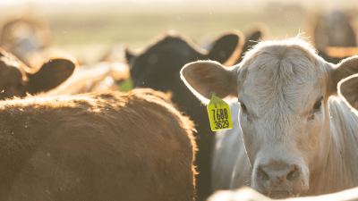 Feedlot cattle