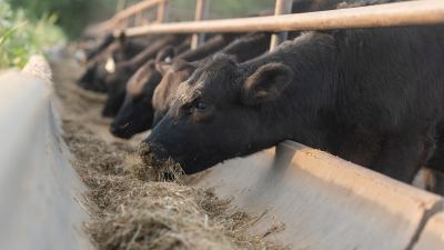 Feedlot cattle
