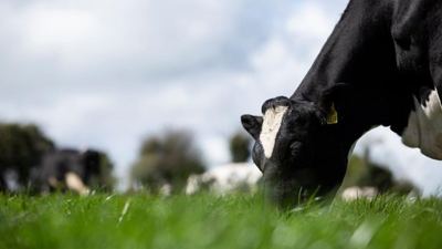 vacas pastando al aire libre