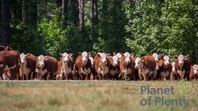 Cows in a field