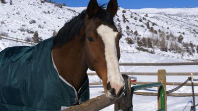 Horse cold weather